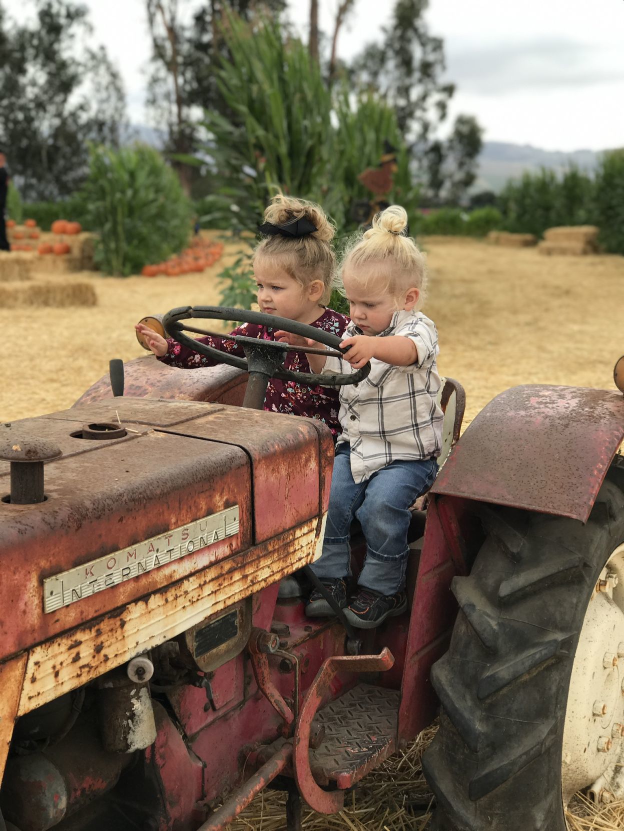 Picking Pumpkins 2019